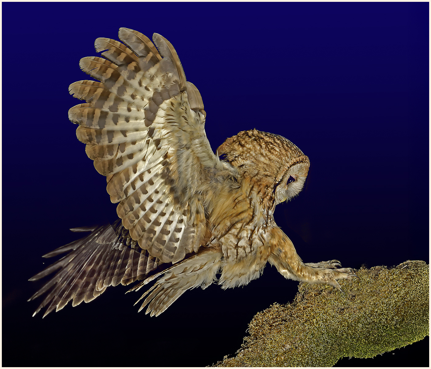 Night Owl 